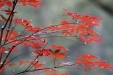 美文欣赏：秋