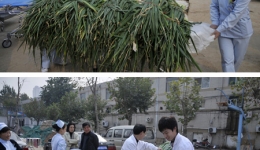 谋福利 工会三产积极为职工购置大葱